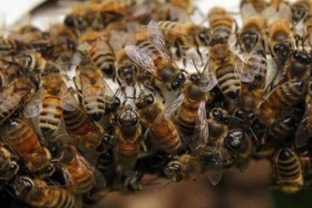 Ataque de abejas deja 12 lesionados en Tlalancaleca
