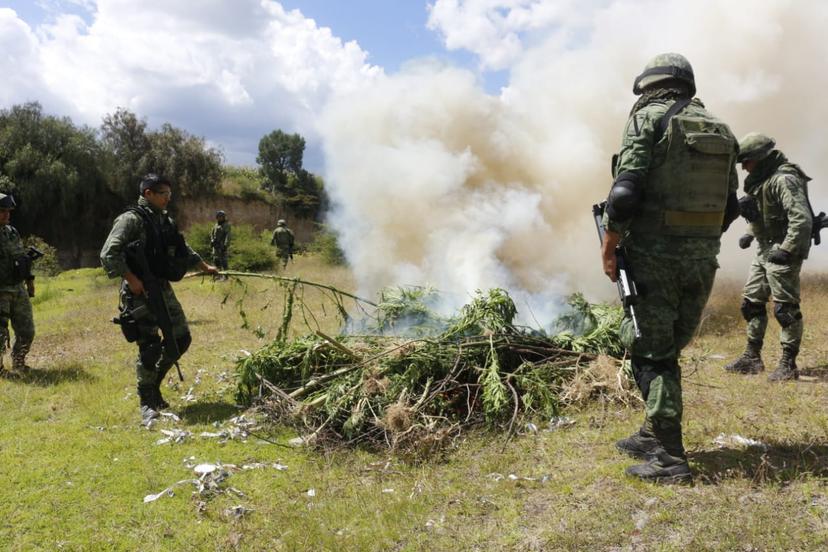 Sedena quema plantíos de marihuana en Acajete