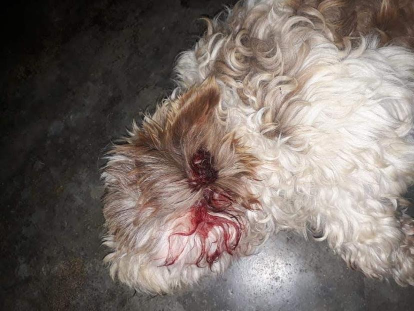 Se atienden hasta 6 denuncias por maltrato animal en Texmelucan
