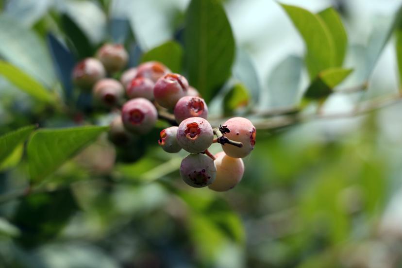 Puebla, primer lugar en producción de blueberry