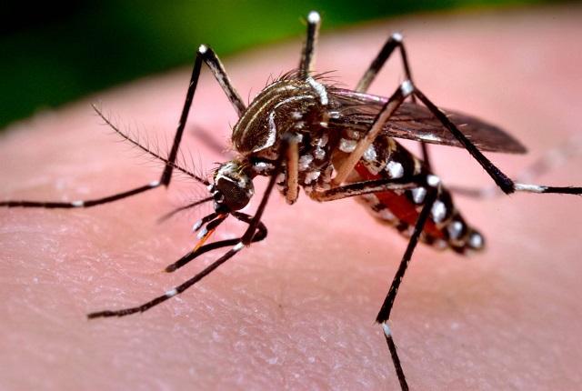 Hay 13 casos de dengue en Zapotitlán Salinas