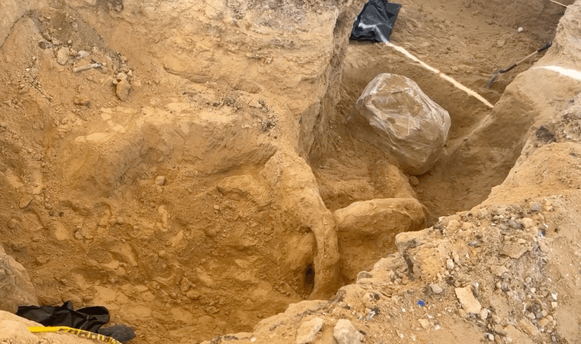 Hallan fósil de mamut en panteón municipal de los Reyes de Juárez 