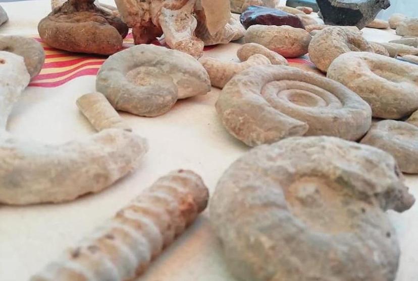 Encuentran fósiles con 3 mil años de antigüedad en Zaragoza