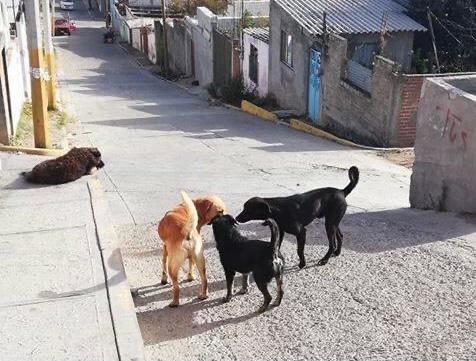 Por sobrepoblación de perros en Atlixco y Tochimilco donan a los animales