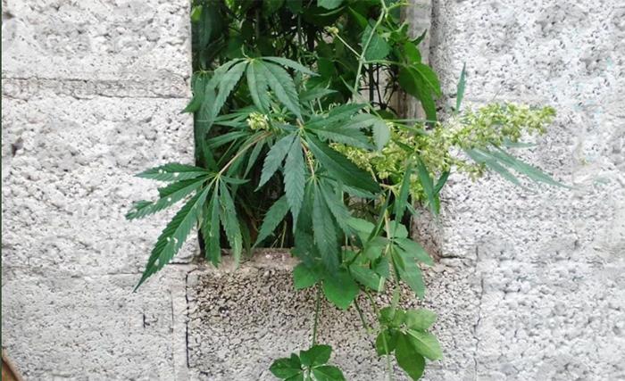 Hallan plantío de marihuana en predio de Zacapoaxtla