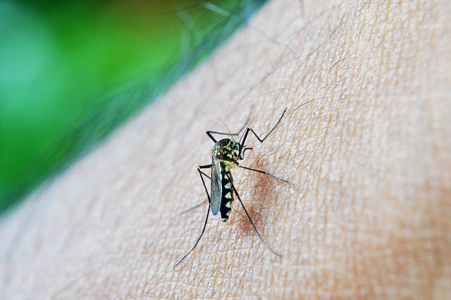 En alerta por aumento de casos de dengue en Puebla