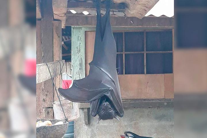 No, no es falso el murciélago gigante que ha causado terror