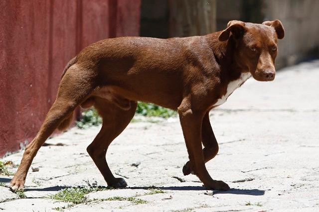 En San Andrés aplicarán esterilización y vacunación de perros callejeros