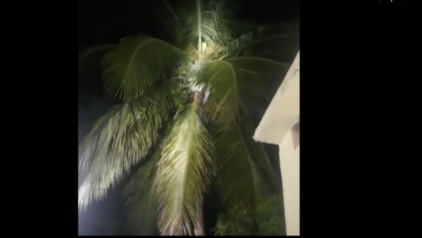 VIDEO En Veracruz habitantes intentaron cazar a nahual