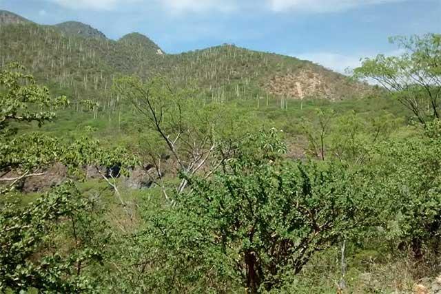 Avistan 30 pumas en Reserva de la Biósfera Tehuacán-Cuicatlán