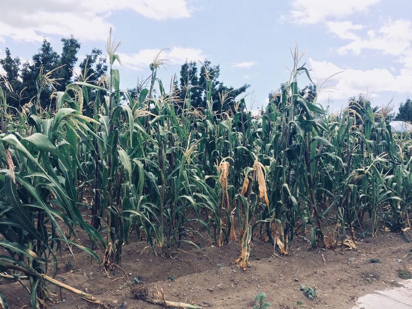 Sequía afecta cultivos de 11 municipios de la región de Serdán