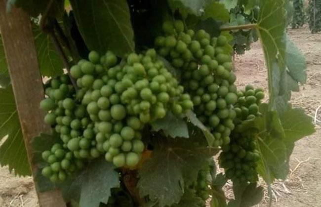 Buscan fortalecer el cultivo de uvas en Tlahuapan