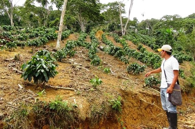 Heladas dañan 100 hectáreas de  café, aguacate e higo en Puebla