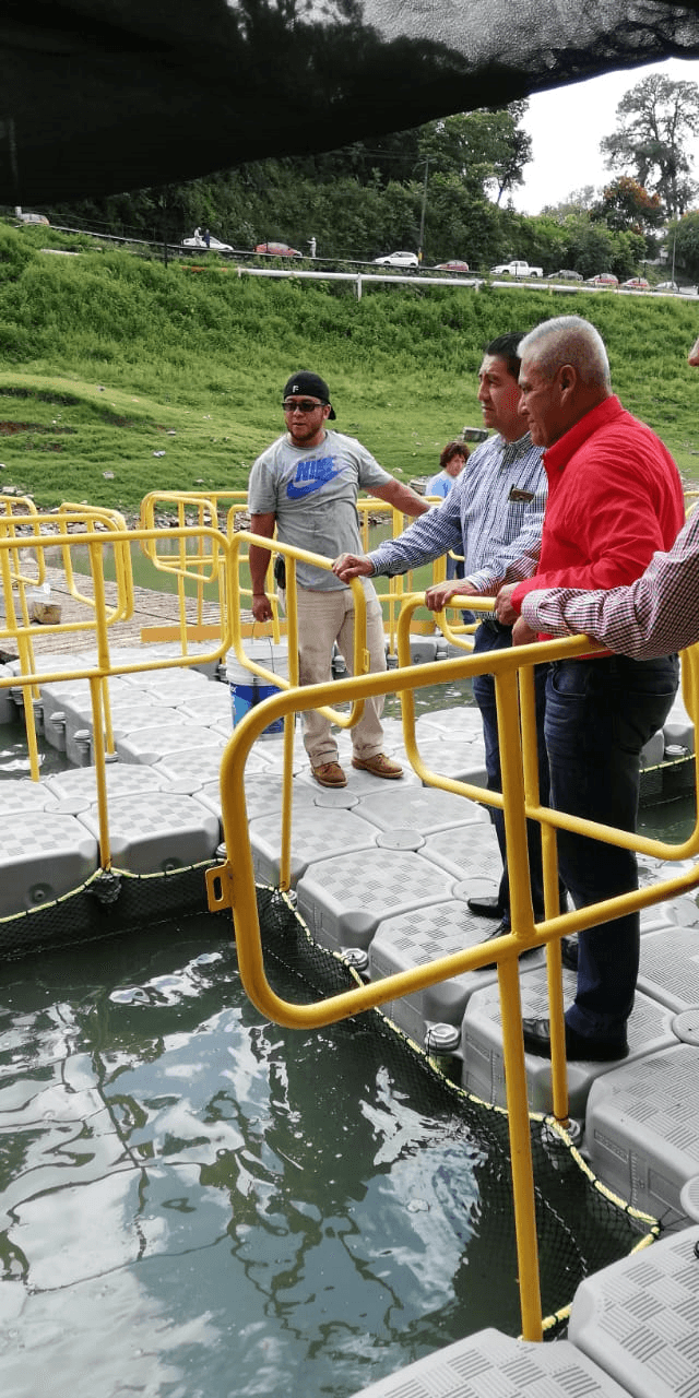 Producirán tilapia en aguas de presa de Necaxa, en Juan Galindo