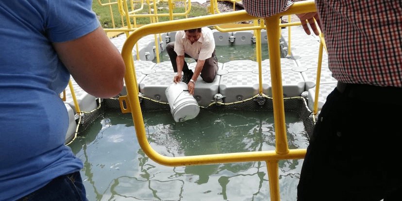 Producirán tilapia en aguas de presa de Necaxa, en Juan Galindo