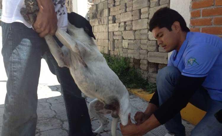 Vigilarán que no haya maltrato animal durante operativo contra perros en Ajalpan