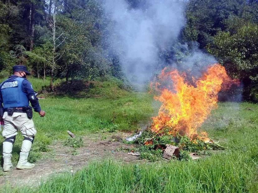 Localizan y destruyen plantío de marihuana en Tlatlauquitepec