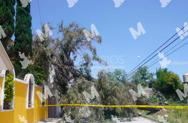 Fuertes vientos genera la caída de árboles en Tecamachalco