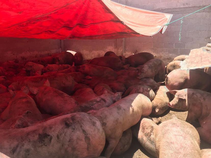 Banda roba tráiler con 230 cerdos de Granjas Carroll de México