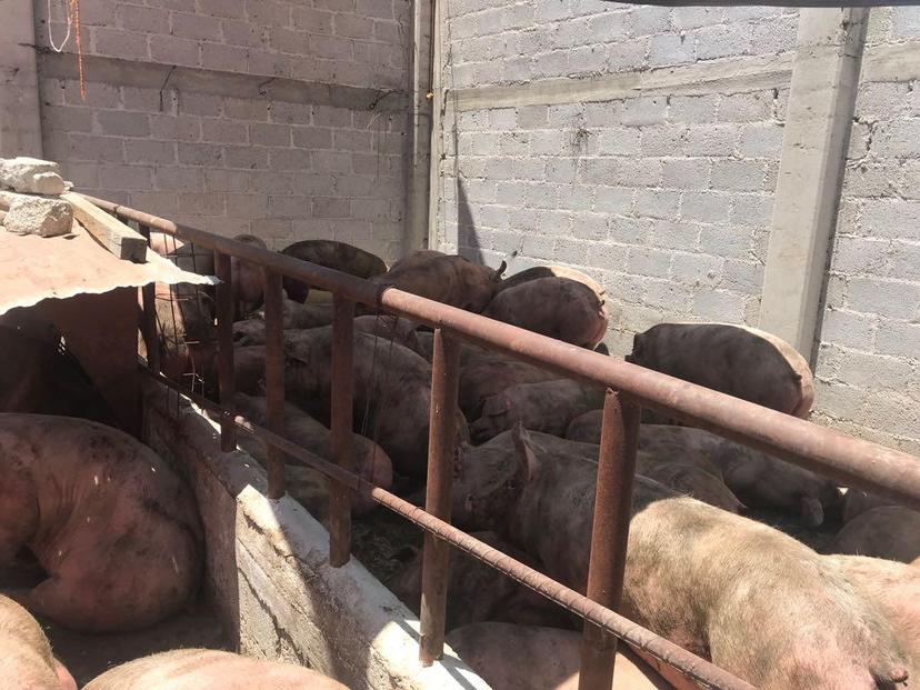 Banda roba tráiler con 230 cerdos de Granjas Carroll de México