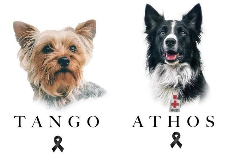 Mueren envenenados Athos y Tango, rescatistas en Querétaro