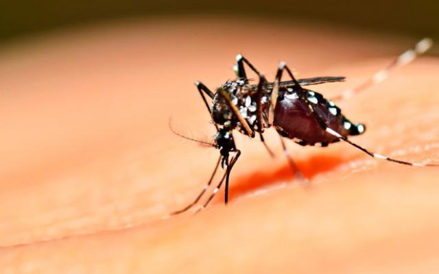 Alertan sobre 2 casos de dengue en Francisco Z. Mena