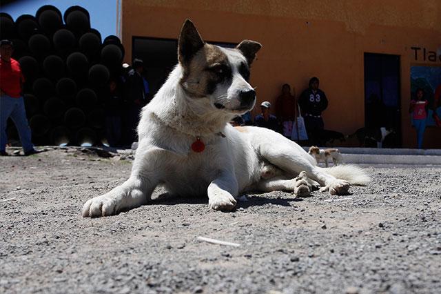 Daños por el temblor aumentó abandono de perros en Atlixco