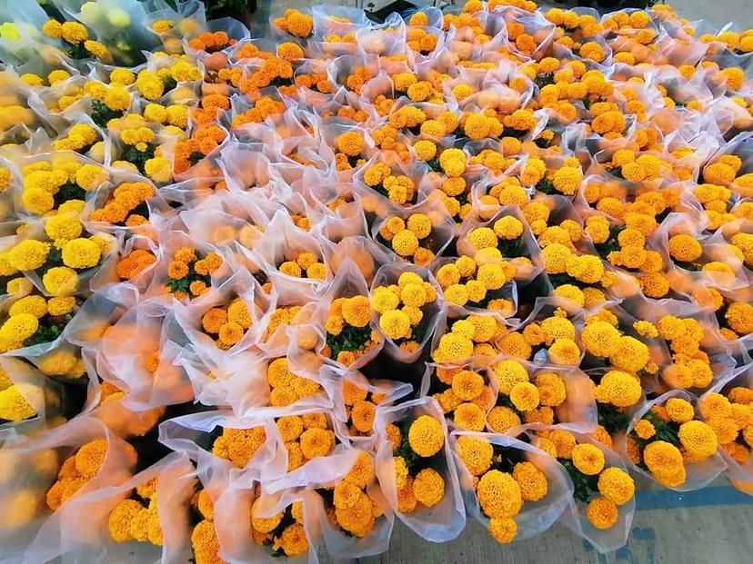 En Tenango de la Flores cae venta de cempasúchil por pandemia