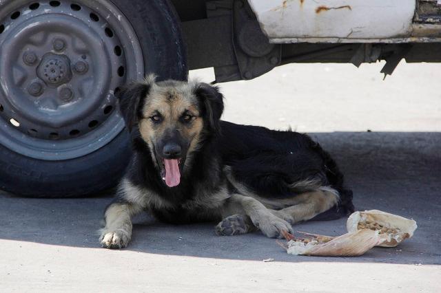 Tras ataques, esterilizan perros callejeros en Texmelucan