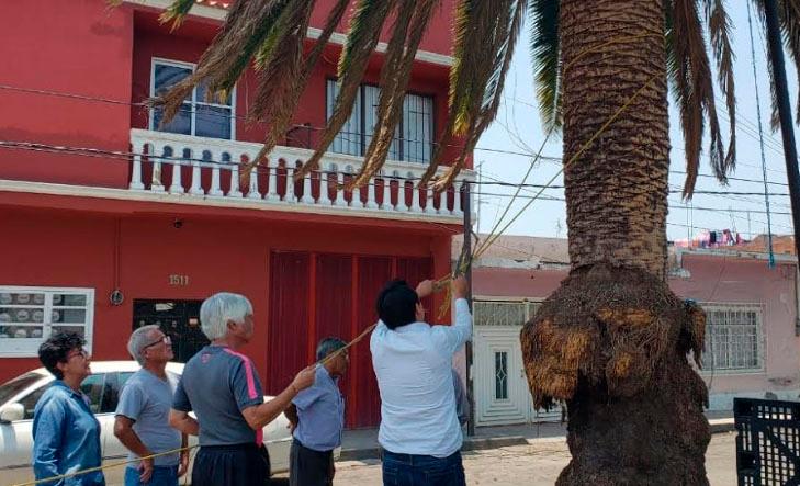 Vecinos de Atlixco salvan antigua palmera