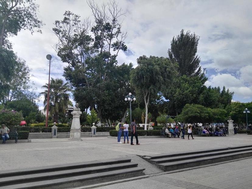 Detectan droga en árboles de parques de Tehuacán
