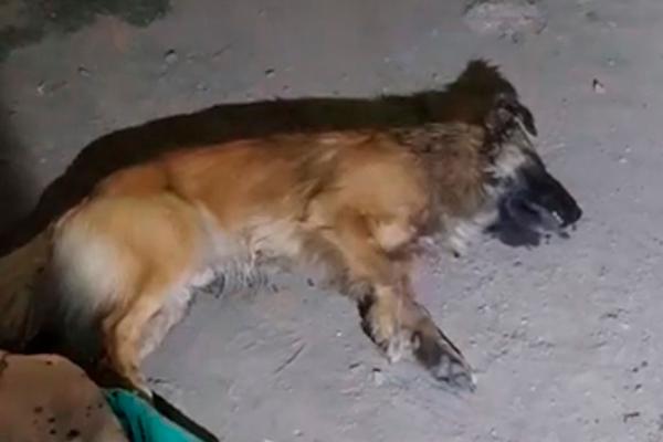 Advierten envenenamiento de perros en Izúcar de Matamoros
