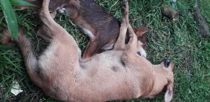 Causa enojo envenenamiento de perros en comunidad de Teziutlán