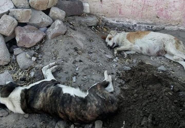 Envenenan a decena de perros en Oriental
