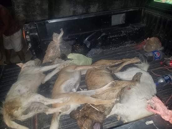 Envenenan a 9 perros en una calle de Acatlán