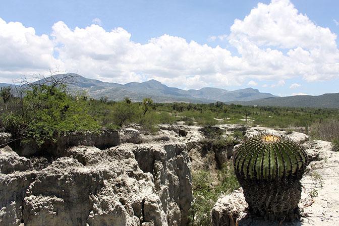 Saquean flora y fauna de la Biosfera Tehuacán-Cuicatlán