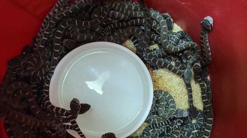 Mujer reporta serpientes debajo de su casa; hallan casi 100