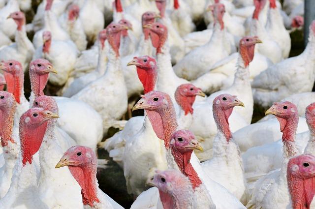 Delincuencia afecta granjas avícolas de Tehuacán