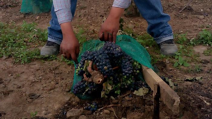 Tras vandalizar plantíos de uva, SDR apoyará a productores