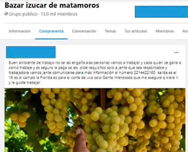Covid disminuye migración de poblanos al corte de uva en Sonora