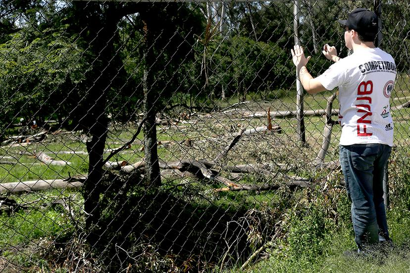 Fueron 85 árboles talados de forma ilegal en Cuautlancingo
