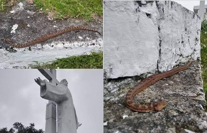 Ponen serpientes en escultura de Cristo ante vandalismo en Zacapoaxtla