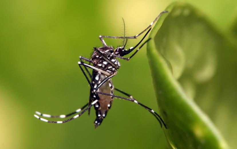 Hay 7 municipios de la región de Tehuacán en alerta por dengue