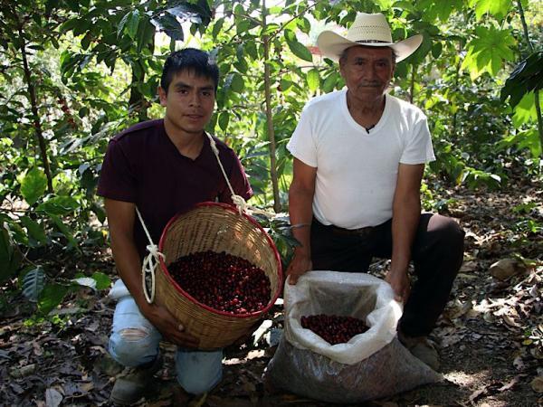 Café alcanza precios históricos en el mercado internacional y beneficia al mercado poblano