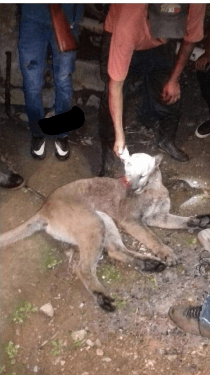 VIDEO: Difunden supuesta cacería de puma en Pahuatlán