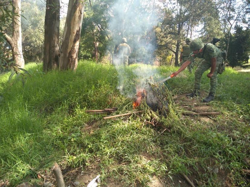 En operativo encuentran gran mata de mariguana en Atlixco