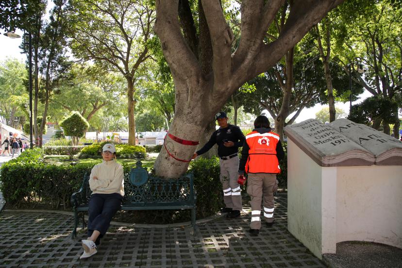 VIDEO Evalúan árboles en Plaza de La Concordia en San Pedro Cholula