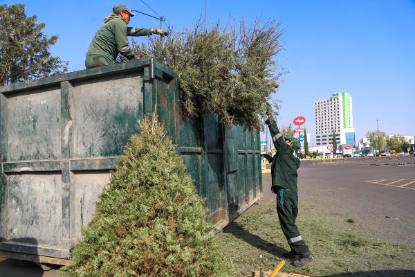 VIDEO Es momento de decirle adiós a tu Árbol de Navidad