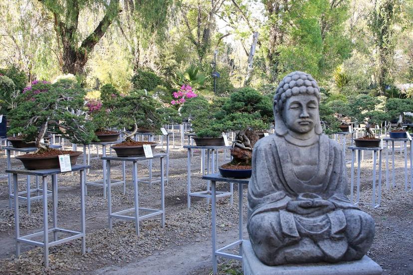 VIDEO Conoce el Museo del Bonsái John Naka de Atlixco