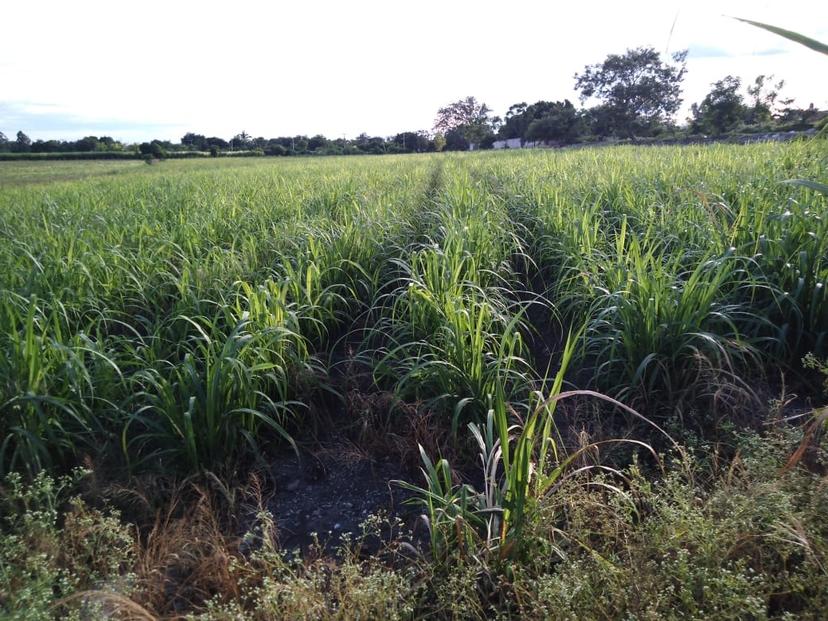 De no llover la próxima semana en el sur de Puebla, las cosechas de caña están en riesgo  